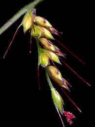 Image result for Oplismenus compositus