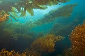 Purchase essential nutritious kelp meal seaweed extract available at alibaba.com. Kelp Meal Fertilizer All You Need To Know Hydroponics Wholesale