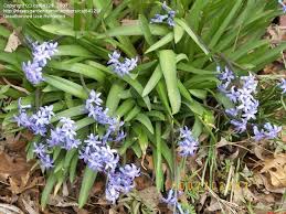 Maybe you would like to learn more about one of these? Plant Identification Closed Blue Flower Bulb 1 By Cat64129
