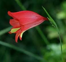 Image result for Gladiolus decoratus