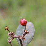 Image result for Psorospermum febrifugum