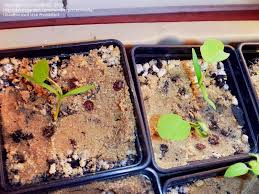 Image result for Stephania abyssinica