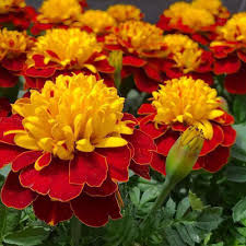 Super Hero Spry French Marigold Plant Sale Multi Colored Flowers Marigold Flower