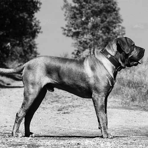 Tosa - Dog Breed Information