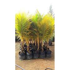 Such varieties and their hybrids are probably one of the best possible future for coconut agriculture! Malayan Yellow Dwarf Coconut Plant At Rs 250 Bag Hybrid Coconut Plant Coconut Trees à¤¨ à¤° à¤¯à¤² à¤• à¤ª à¤§ à¤• à¤• à¤¨à¤Ÿ à¤ª à¤² à¤Ÿ Tnfhdf Krishnagiri Id 20255730291