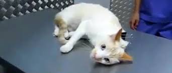 Comment Immobiliser Un Chat Avec Une Pince
