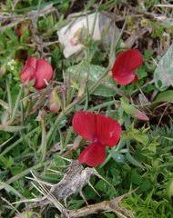 Image result for Kotschya stolonifera