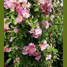 Image result for Rosa sp.