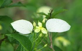 Image result for Pseudomussaenda