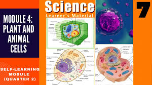 A diagram showing algae as the main source of food in a baleen whale food web the arrows show which animals prey on them. Science 7 Quarter 2 Module 4 Plant And Animal Cells Self Learning Modules Youtube