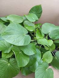 Image result for Piper umbellatum