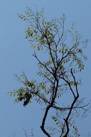 Image result for Dalbergia acutifoliolata