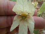 Image result for Dalechampia capensis