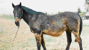 Optimal Diet For Cushing S Disease Horse Illustrated Magazine