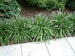 Image result for Lily Turf