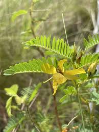 Image result for Chamaecrista