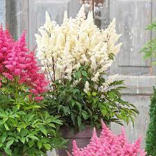 Your Garden Will Be Rocking This Year With This Variety Of Astilbe These Plumes Are A Unique Addition To Bulb Flowers Spring Flowering Bulbs Container Flowers