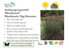Image result for Andropogon lima