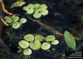 A report of salvinia minima from minnesota has not been confirmed. Center For Aquatic And Invasive Plants University Of Florida Ifas