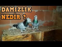 Damizlik Guvercin Nasil Olmali Youtube