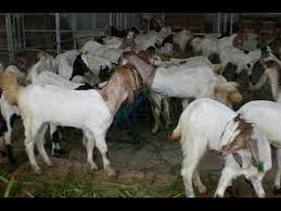 Maybe you would like to learn more about one of these? Ternak Kambing Solusi Usaha Rumahan Omzet Besar Bisikanbisnis
