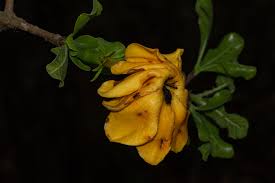 Image result for Gardenia ternifolia