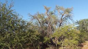 Image result for Drypetes mossambicensis