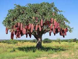 Image result for Kigelia africana