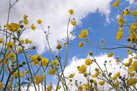 Image result for Ranunculus acris