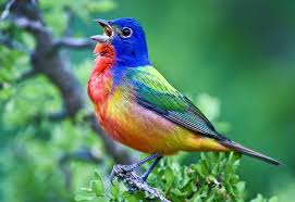 Birds That Start With Letter I 25 Amazing Animals Whose Names Start With The Letter B Painted Bunting Animals Beautiful Animals