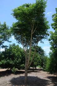 Image result for Polyscias kivuensis