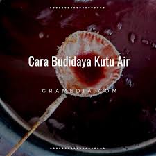 Dalam wadah tersebut terjadi reaksi antara larutan kapur cao dengan co2 , kemudian akan menghasilkan caco3 dan h2o. Cara Budidaya Kutu Air Dan Peluang Usahanya Best Seller Gramedia