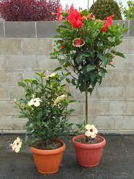 When there's not enough rain, you will need to provide your plant with supplemental watering. Hibiscus Bush Or Tree In Youngstown Oh Blooming Crazy Flowers And Gifts