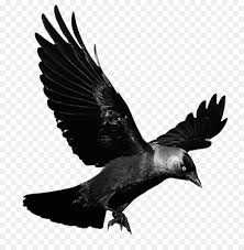 Bird Cartoon Pictures Black And White Crows Flight Clip Art Raven Flying Transparent Background Png Is About Is About Crow Like Bird Wildlife Eagle Mon Crow Images Crow Flying Crow Photography