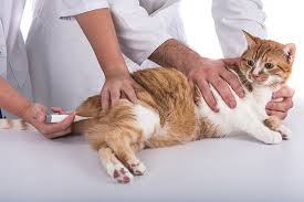 Cat colds typically last from one to four weeks depending on how quickly they're diagnosed and treated. Low Body Temperature In Cats Symptoms Causes Diagnosis Treatment Recovery Management Cost