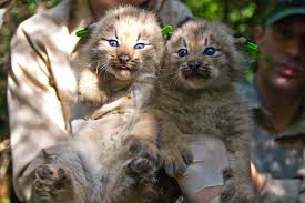 There aren't any known i also have the highlander lynx, both of ours don't have the polydactyl toes though. Autre 49 Canada Lynx Size Kurtis Mcmanus