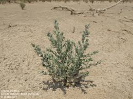 Image result for Cressa cretica