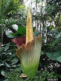Corpse Flower Amorphophallus Titanum Arales Araceae 5592357
