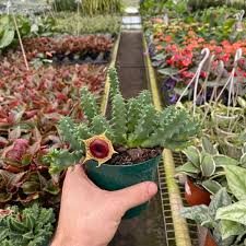 Image result for Huernia zebrina
