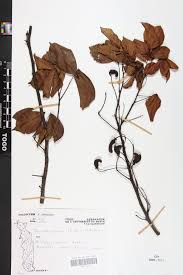 Image result for Rourea thomsonii