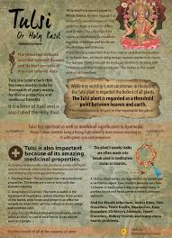Tulsi Otherwise Known As Holy Basil Is Known For Its Healing Power And It Herbal Medicine Holy Basil