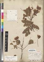 Image result for Cathormion