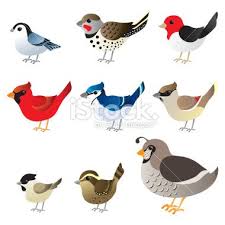 From Left To Right Top To Bottom Nuthatch Flicker Red Headed Winter Bird North America Birds