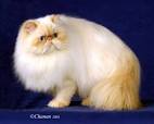 Flame Point Doll Face Himalayan Kitten for SaleDesigner ...