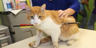 $1K reward for information on cat shot with arrow