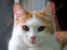 Kucing Putih Dan Merah Oren Campur Muda Foto latar belakang Dan Gambar  Untuk Muat Turun Percuma