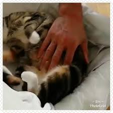 Ciri ciri kucing hamil atau tanda kehamilan kucing sebenarnya ada cukup banyak tanda umumnya meong yang bunting akan mengalami pembesaran perut, kelebihan berat badan. Ciri Ciri Kucing Hamil Dan Melahirkan