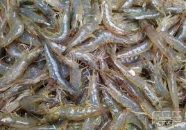 Kembangkan Budidaya Udang Di Lhokseumawe Prospektif Udang Dan Ikan Air Tawar