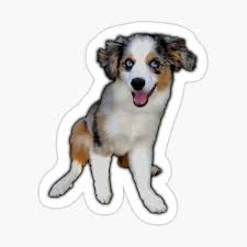 Beach style furniture stores australian shepherd. Mini Aussie Gifts Merchandise Redbubble