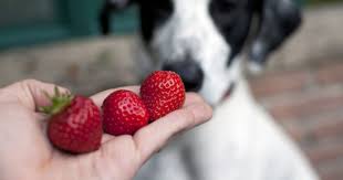 Photos Quels Fruits Pouvez Vous Donner A Votre Chien